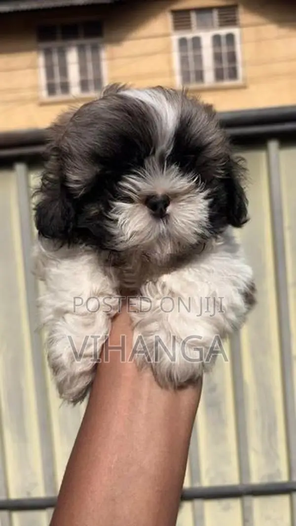 Shih Tzu Puppy
