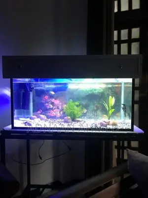 Fish Tank