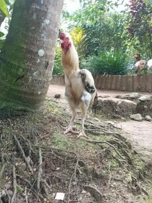 Asseel Rooster