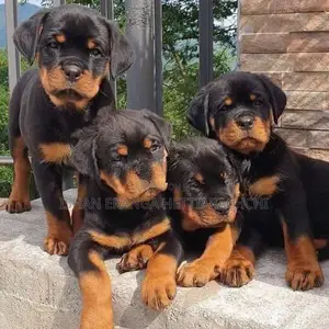 Rottweiler Puppies