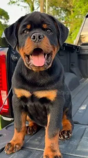 Rottweiler Puppies