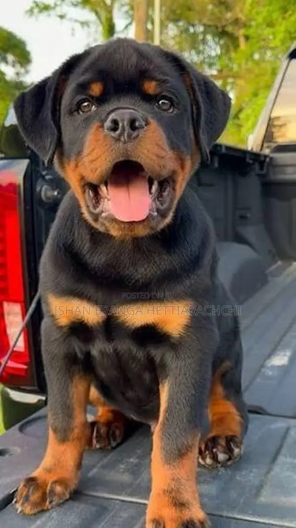 Rottweiler Puppies