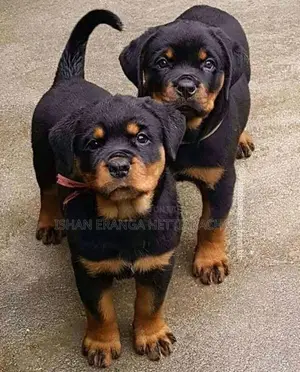 Rottweiler Puppies