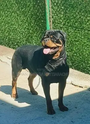 Rottweiler Puppies