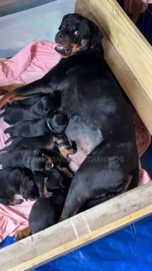 Rottweiler Puppies