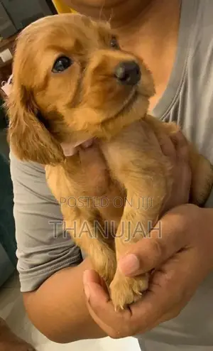 Cocker Spaniel Puppies