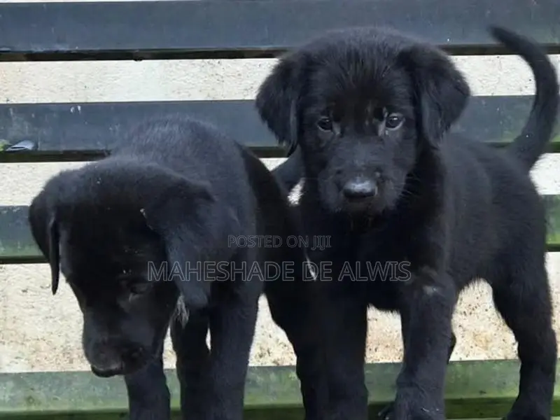 Golden Retriever Mix Puppies