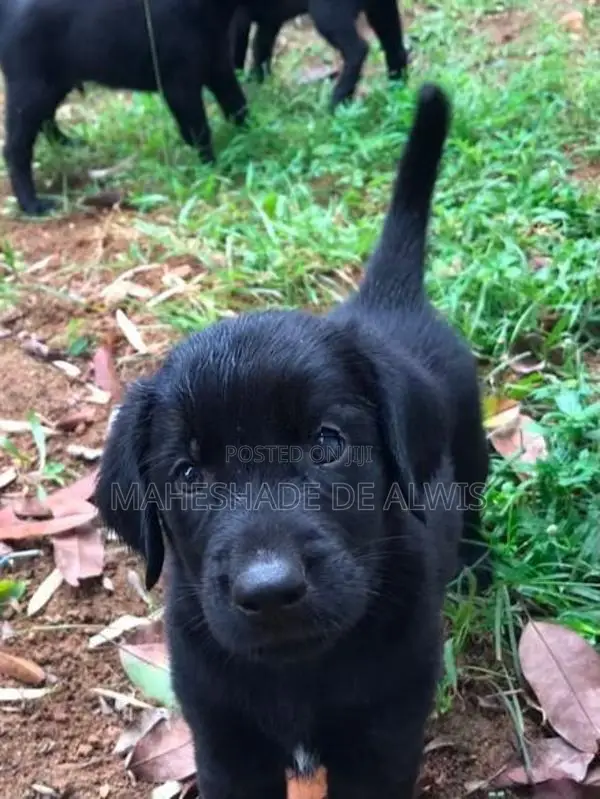 Golden Retriever Mix Puppies