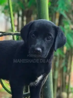 Golden Retriever Mix Puppies
