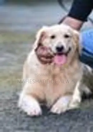 Golden Retriever Mix Puppies