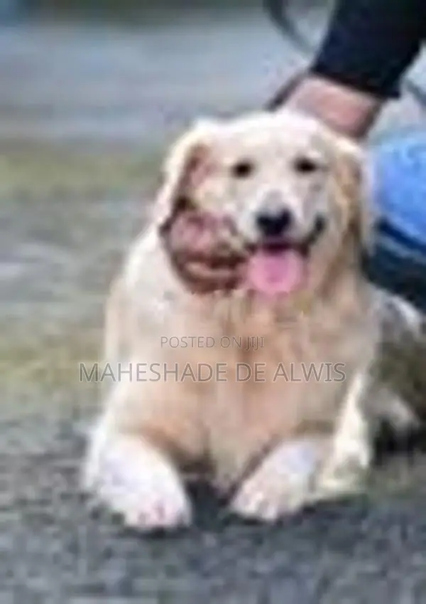 Golden Retriever Mix Puppies
