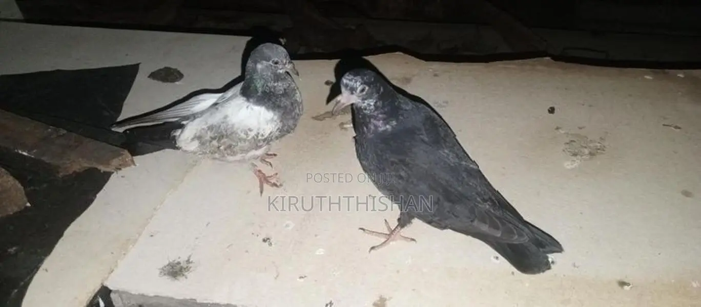 Pigeons