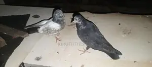 Pigeons