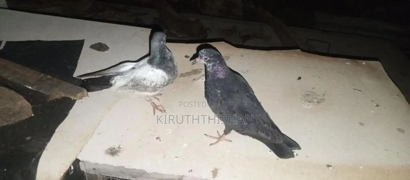 Pigeons