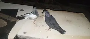 Pigeons