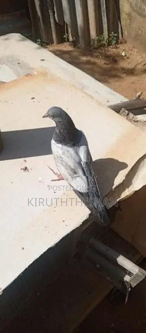 Pigeons