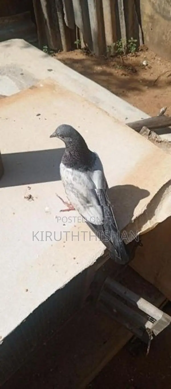 Pigeons