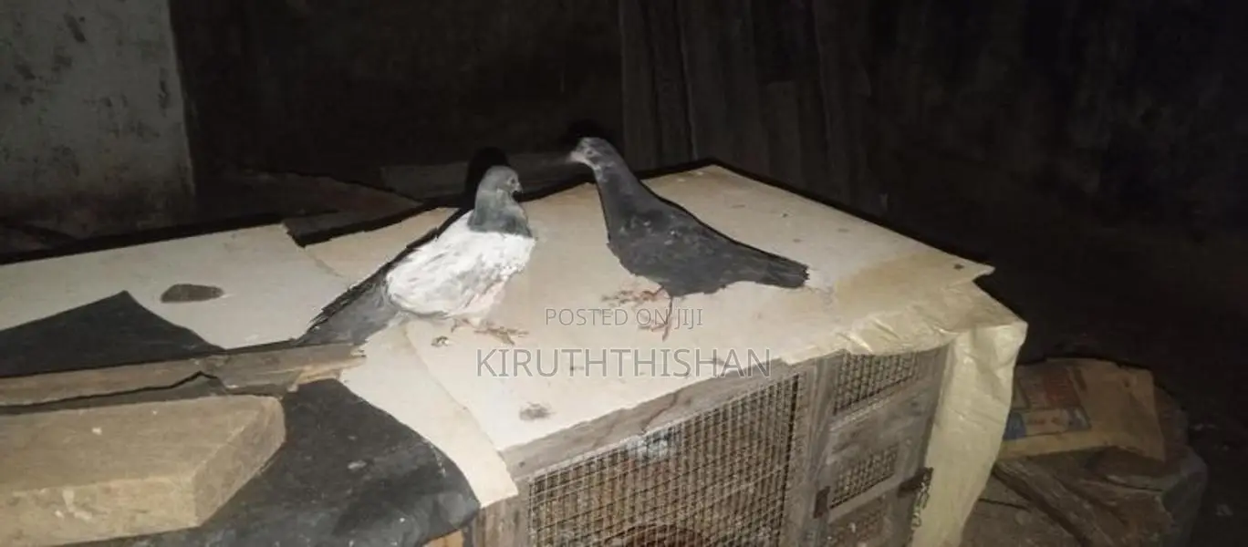 Pigeons