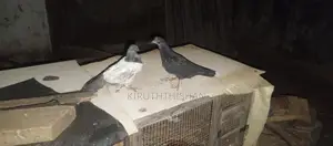 Pigeons