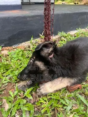 German Shepherd