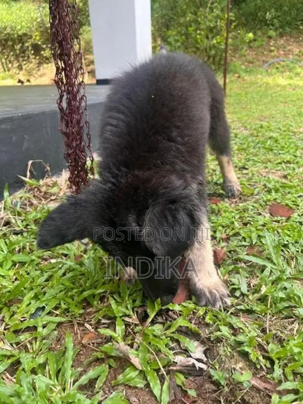 German Shepherd