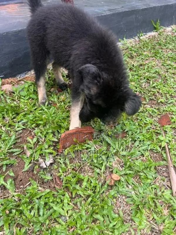 German Shepherd