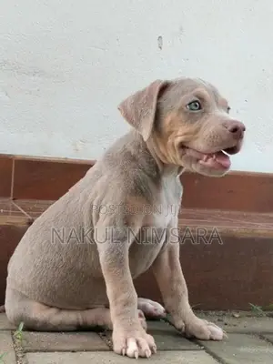 American Bully XL Puppy