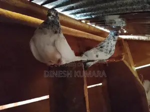 pigeons