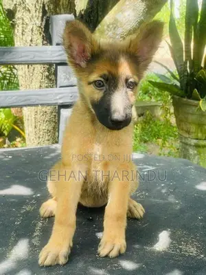 Lion Shepherd Female Puppy