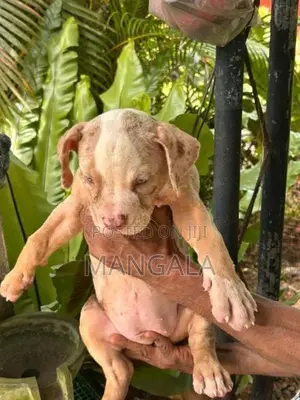 American bully