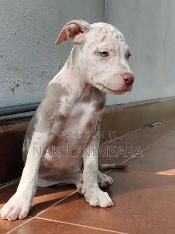 American Bully XL Puppy