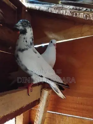 pigeons