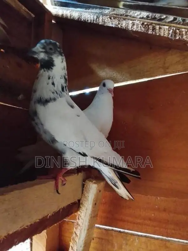 pigeons