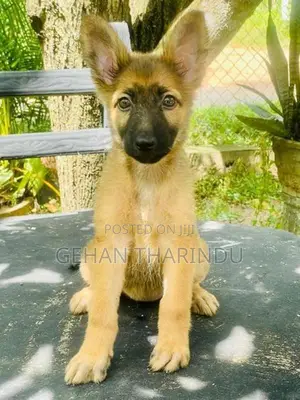 Lion Shepherd Female Puppy