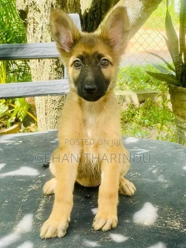 Lion Shepherd Female Puppy
