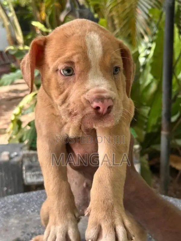 American bully