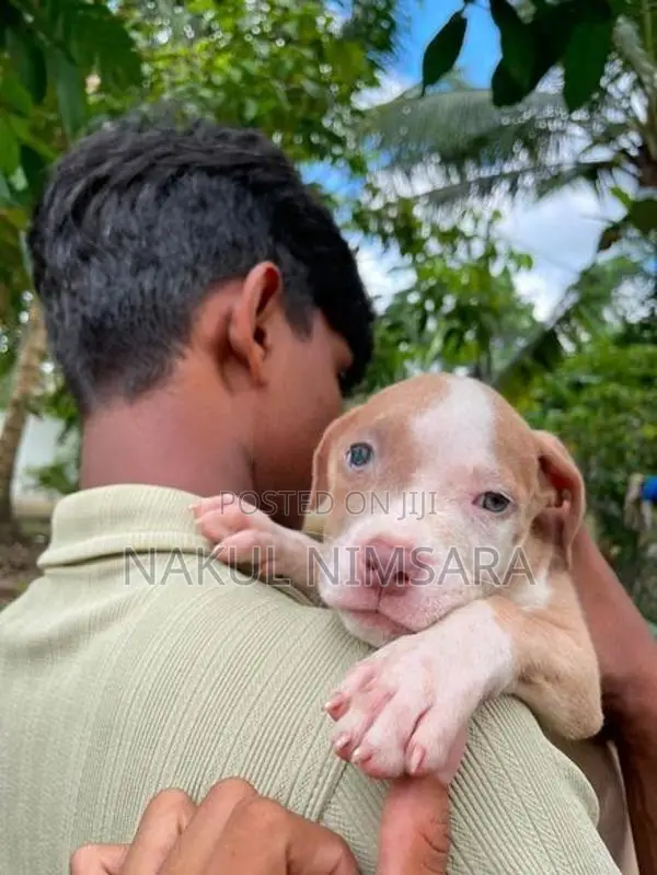 American Bully XL Puppy
