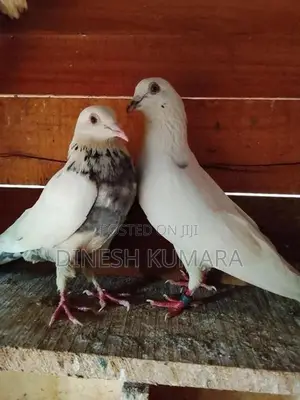 pigeons