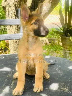 Lion Shepherd Female Puppy