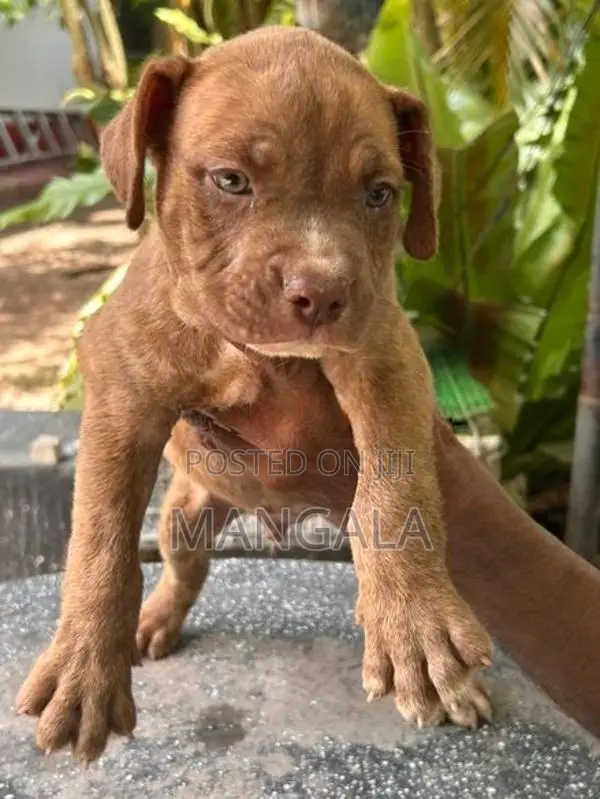 American bully
