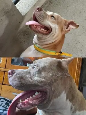 American Bully XL Puppy