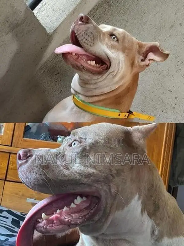 American Bully XL Puppy