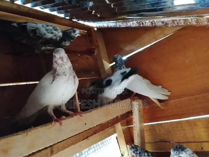 pigeons