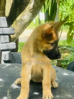 Lion Shepherd Female Puppy
