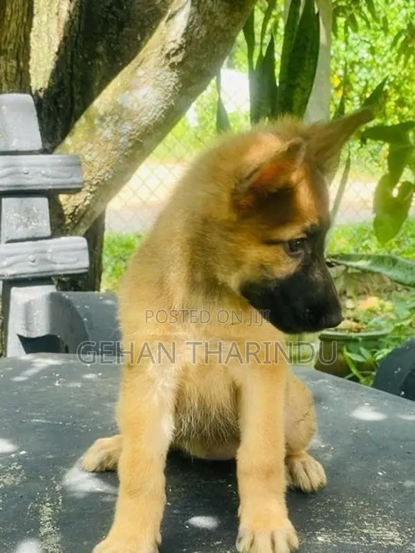 Lion Shepherd Female Puppy