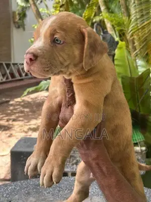 American bully