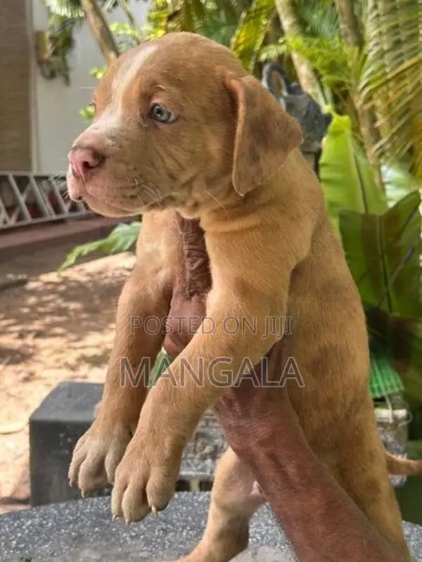 American bully