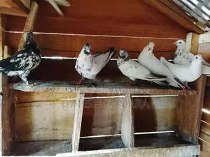 pigeons