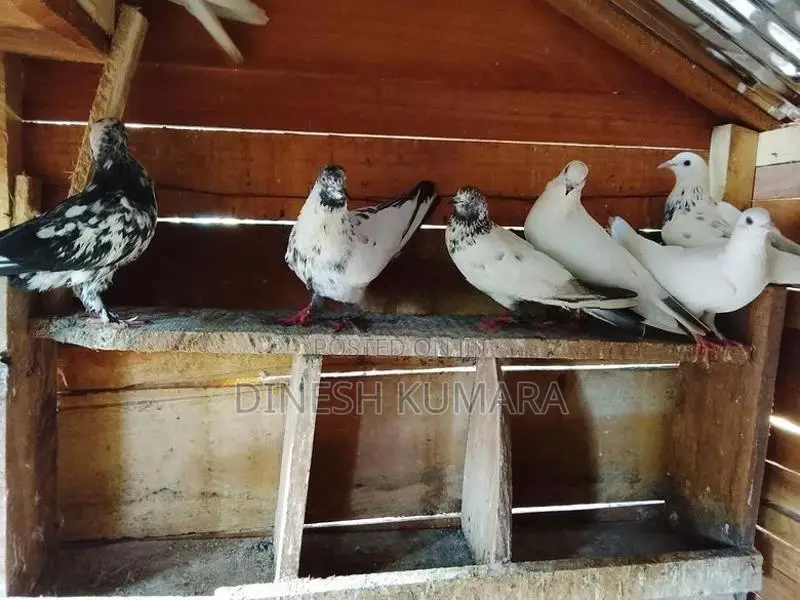 pigeons