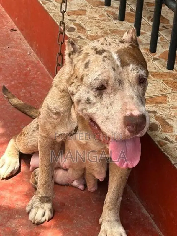 American bully